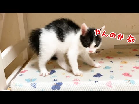 ケージから出すと興奮状態になる子猫