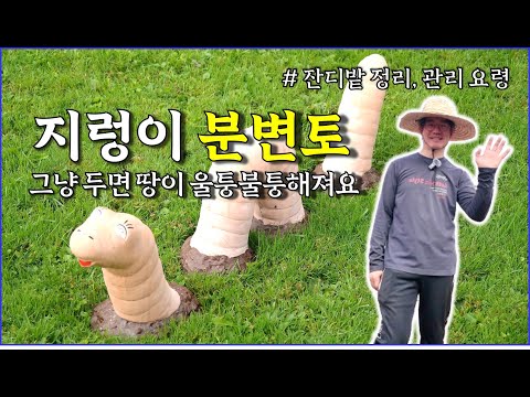 지렁이 분변토, 그냥 두면 마당이 울퉁불퉁 해집니다 / countryside, rustic, earthworm, gardening