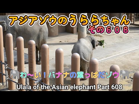 アジアゾウのうららちゃん（６０８）🐘わ～い！バナナの葉っぱだゾウ🐘（東山動植物園）Ulala of the Asian elephant Part 608