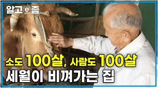 100세 장수 할아버지네는 소도 장수한다? 사람 나이로 치면 100살에 가깝다는데.. 할아버지의 장수 비결을 알아보자! │장수의 비밀│알고e즘