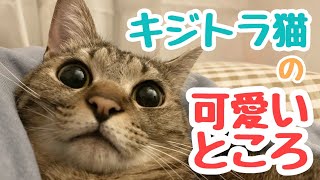 【性格も解説】キジトラ猫の可愛いところ、集めました！