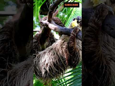 Sloths in 60 Seconds: Nature’s Slow-Moving Marvel! #shorts