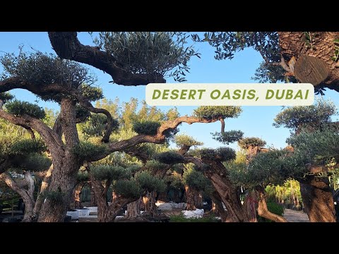 Desert Oasis Nursery | Largest plant nursery in UAE