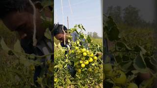 #Tomato 🌿plants #Tomato🍅 #Agriculture #Shorts #Motivation