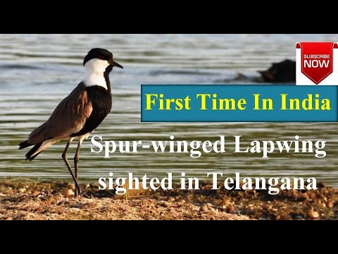 First Time in India Spur-winged Lapwing sighted at Warangal An Unexpected Guest at Ammavaripeta lake