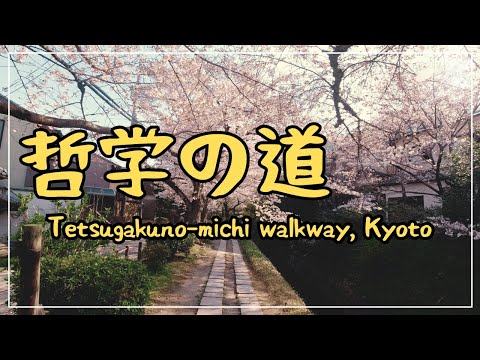 【3min Kyoto】3分で巡る「春の哲学の道🌸」~Phylosphy's walkway in Spring, Kyoto Japan~