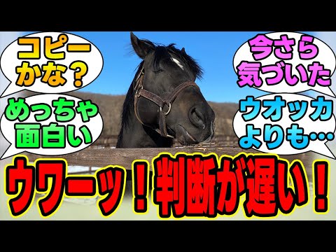 『ウオッカの息子のこの馬ってまさか…』に対する競馬民の反応集