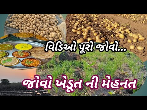 khetidadi aalu bataka kheti || બટાકા ની ખેતી ||જીરું બટાકા ની ખેતી || બટાકા ખેતી માહિતી | #farming