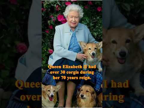 QUEEN ELIZABETH’S DEATH PUSHES TAMADOGE SALE ACROSS THE UK | #tamadoge #dogecoin  #shibainucoin