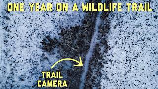 We Left a Camera on a Trail in the Woods FOR A YEAR Heres what happened! (Trail Camera)