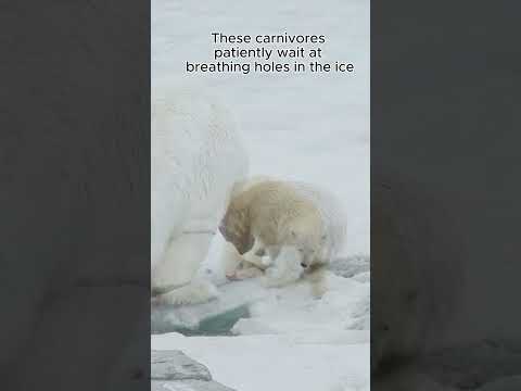 Polar Bear HABITS That Will Change Your Perspective Forever!