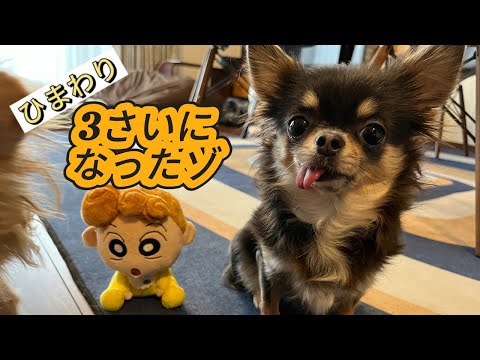 【誕生日】顔をクリームだらけにする愛犬#チワワ #犬 #chihuahua #dog #チワワと暮らす #犬のいる生活