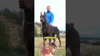 #dog #doberman #pitbull #doglover #ytshorts #funny #animals #dogshort #dogviral