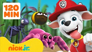 PAW Patrol | PAW Patrol: Rettungen und Abenteuer mit Insekten! 🐝 2 Stunden | Nick Jr. Deutschland