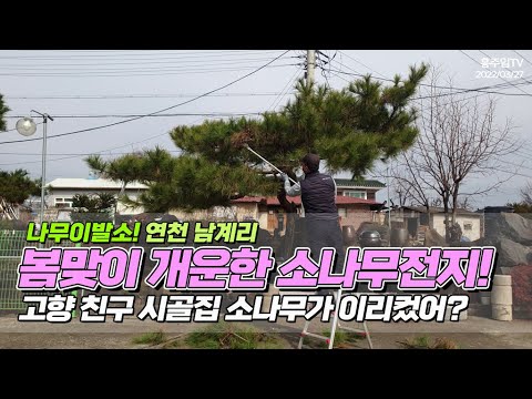 나무이발소! 연천 남계리! 봄맞이 개운한 소나무전지.. 고향친구 시골집 소나무가 이리컸어?