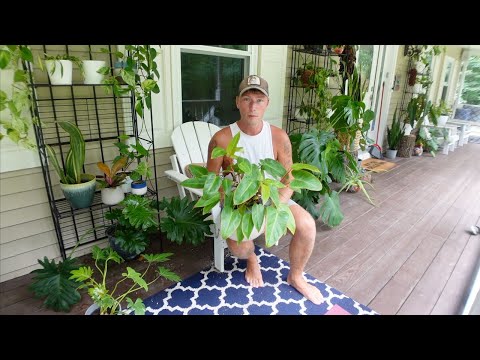 Current Favorite Variegated Plants! | URBAN FARMBOYS