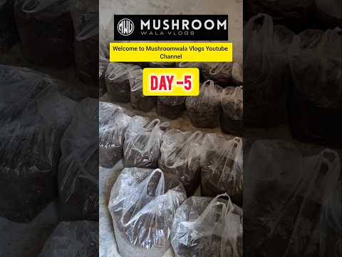 Mushroom farming business in India Button Mushroom bags Low budget farming #shorts