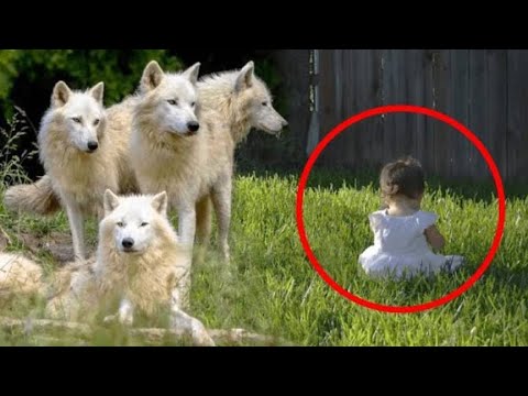 Parents Were Shocked When They Found Out Their Daughter Has 4 Wolves As Bodyguards...