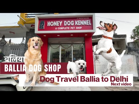 Ballia Dog Shop | Honey Dog Kennel | Near Hospital Road Ballia