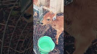 Happy calf:) #babycow #calf #farmlife #animals #cutefarmanimal #happyanimals #cute