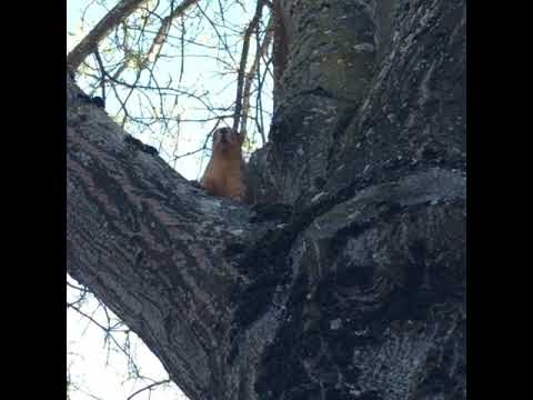 wild squirrel Eugene - 04 17 2020