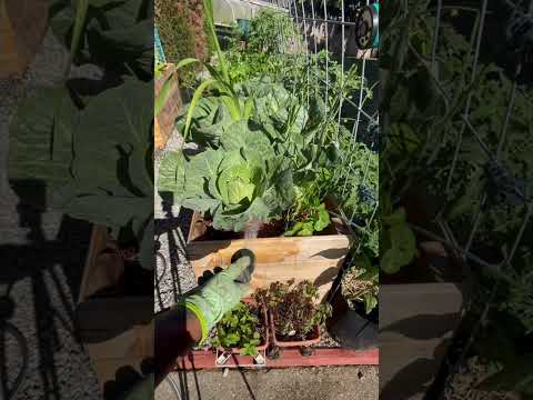 Watering My Vegetable Garden  #urbangarden #growyourownfood #growingvegetables #vegogarden