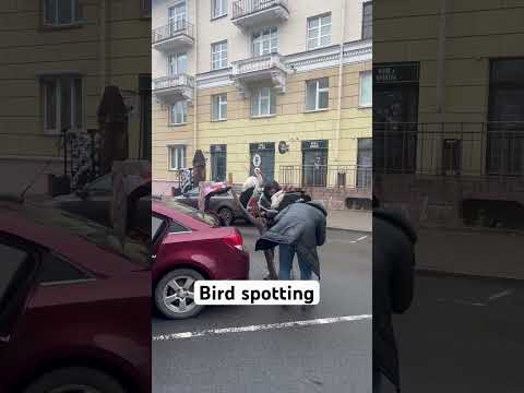 Bird spotting in Minsk