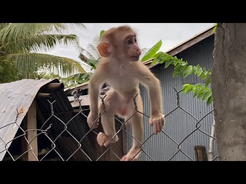 Cute Little Baby Boy To Playing Outside Look Is Very Happy