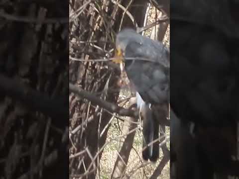 Very Itchy Cooper Hawk #birds #nature #hawk #shorts