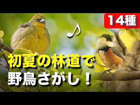 野鳥のさえずりと絆を観察してみましょう！