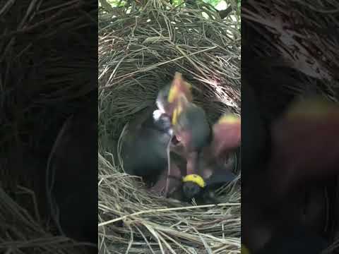 Baby in nest #birds #wildlife #baby #nest