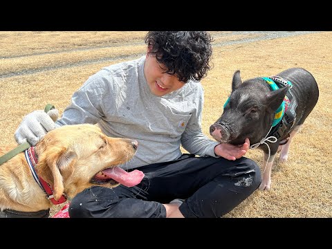 Too interesting personality differences between a rambunctious Labrador and a very fast-paced pig.