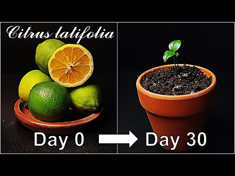 How to grow Persian Lime｜Growing hybrid lime｜Key lime and lemon｜How to grow #74 Persian Lime｜Eng Sub