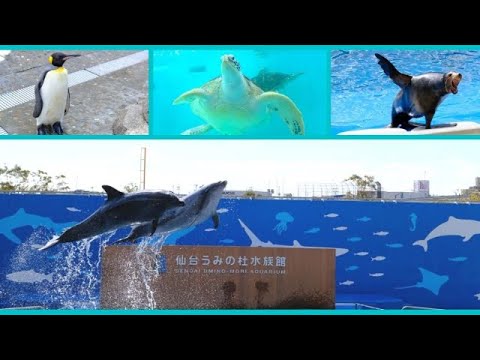 【るるぶ 仙台 松島 宮城'23】悶絶級のかわいさ＆圧巻のパフォーマンス！【仙台うみの杜水族館】