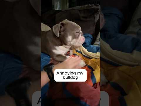 Annoying my bulldog #bulldog #englishbulldog #funnydogs