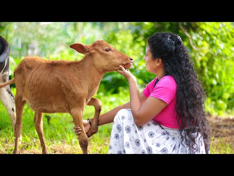 My favourite milky chocolate! With sweet winter melon taste | Poorna - The nature girl |