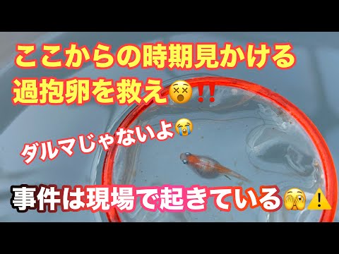 (メダカ)久々に過抱卵がいました、発見が遅すぎる😭みなさん、この時期は要注意ですよ！