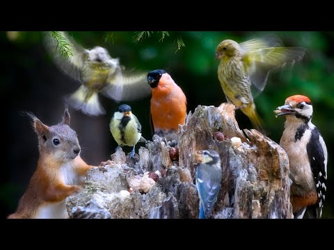 Cat TV: BIRDS for Cats to Watch 😺 with Squirrels and Forest Bird Sounds