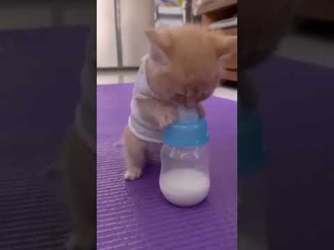 Cute cat drinking milk #shorts