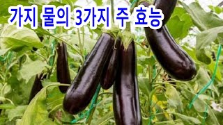 가지 물의 3가지 주 효능