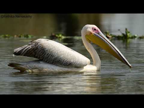 Pelicans of Bharatpur