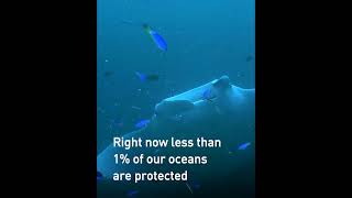 Help create a Global Oceans Treaty to protect our oceans | Greenpeace