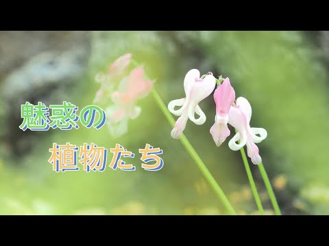 魅了する花々 咲くやこの花館 2024 花博記念公園鶴見緑地内