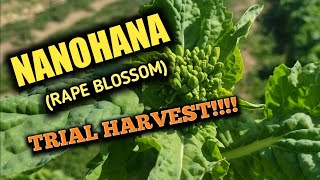 Nanohana(Nabana) Rape Blossom(Brassica) Farming.