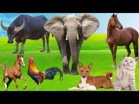 Familiar Animals - Dog, Duck, Chicken, Cow, Cat, Duck, Elephant, Sheep, Pig - Animal Sounds