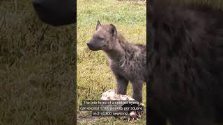 HYENA - Secrets of Nature's Misunderstood Scavengers  #animals #wildlife #nature #didyouknow