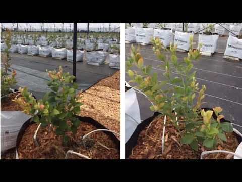 Fertigation in Blueberries and Cherry New Strategies.