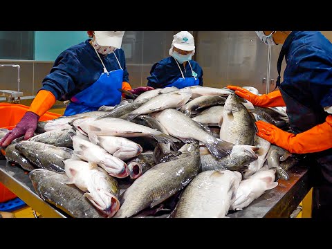 Barramundi Cutting Factory & Thai Lemon Fish Making / 金目鱸魚, 泰式檸檬魚 - Food Factory