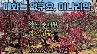 순매원,양산 원동 매화 개화 현황-2025년 3월10일. 미나라 삼겹살이나 먹자구요.