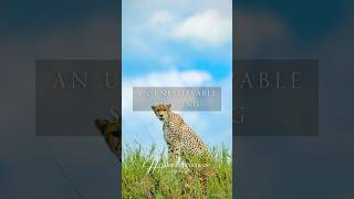 Unbelievable Cheetah Encounter in Serengeti 🐆 | Newborn Cubs Revealed! #Safari2025 #bucketlist